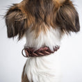 Indlæs billede i gallerifremviser, Hundehalsbånd Cloud7 Central Park Sadel Brun - MyDreamPet
