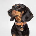 Indlæs billede i gallerifremviser, Hundehalsbånd Cloud7 Hyde Park Cognac - MyDreamPet
