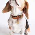 Indlæs billede i gallerifremviser, Hundehalsbånd Cloud7 Hyde Park Cognac - MyDreamPet