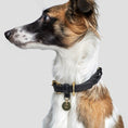 Indlæs billede i gallerifremviser, Hundehalsbånd Cloud7 Hyde Park Sort - MyDreamPet