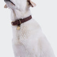 Indlæs billede i gallerifremviser, Hundehalsbånd Cloud7 Tiergarten Moss - MyDreamPet