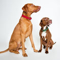 Indlæs billede i gallerifremviser, Hundehalsbånd Cloud7 Tiergarten Sort - MyDreamPet