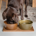 Indlæs billede i gallerifremviser, Hundeskål Cloud7 Alain Avocado - MyDreamPet