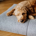 Indlæs billede i gallerifremviser, Labbvenn Hundepude Finno Anthracite - MyDreamPet