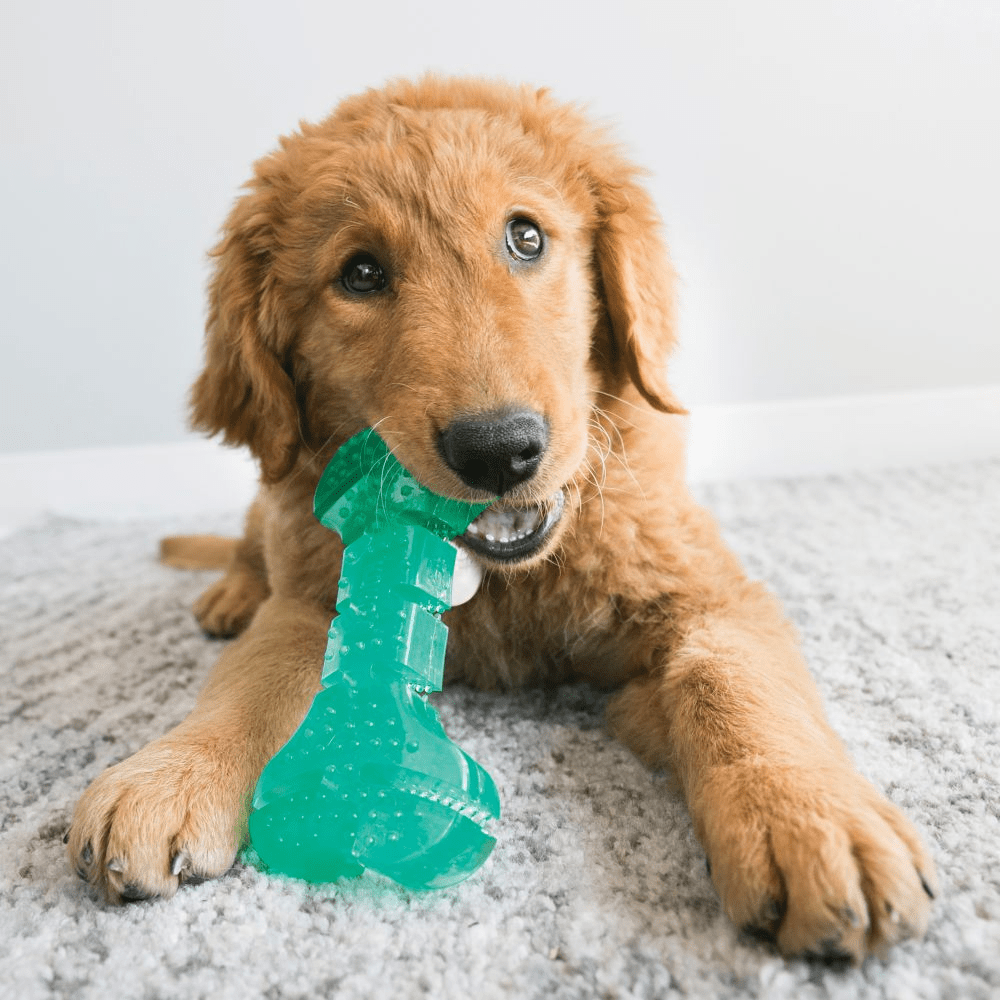 Kong Squeezz Dental Stick Md - MyDreamPet Dyrehandel