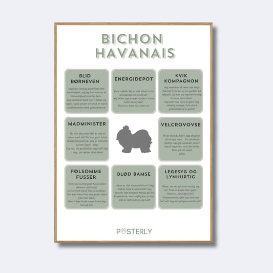 Bichon Havanais - Hundeplakat - MyDreamPet
