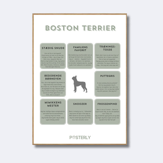 Boston Terrier - Hundeplakat - MyDreamPet