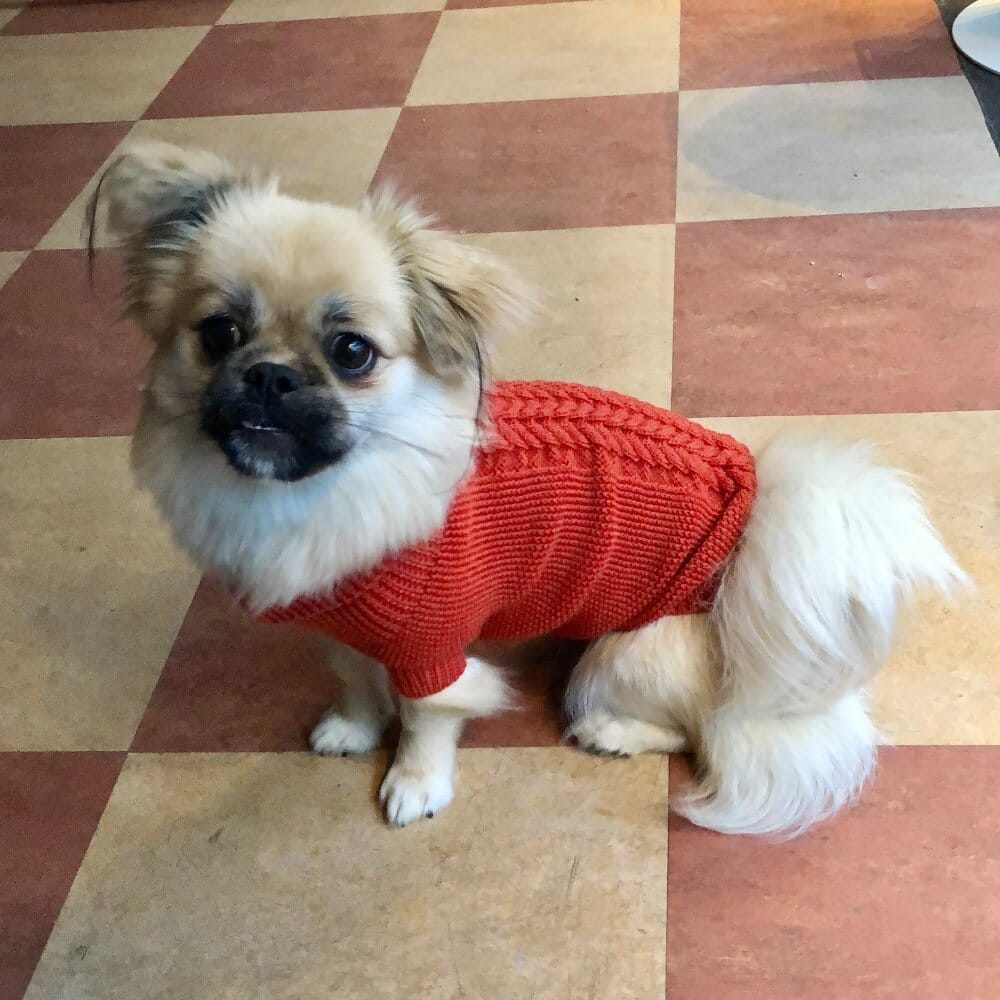 Calimar Hunde Sweater Brændt Orange - MyDreamPet
