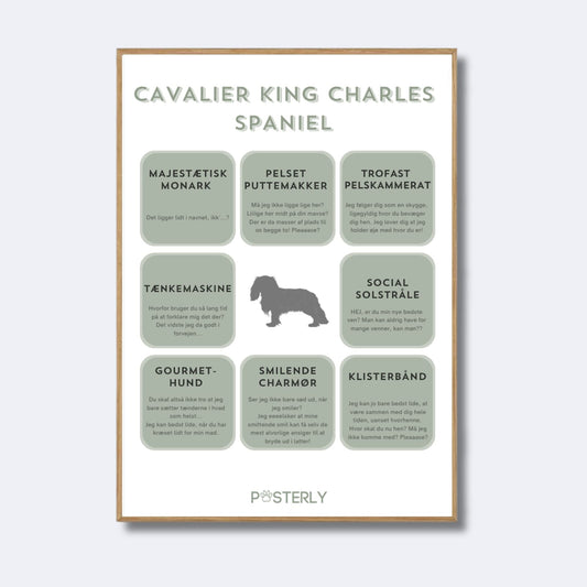 Cavalier King Charles Spaniel - Hundeplakat - MyDreamPet