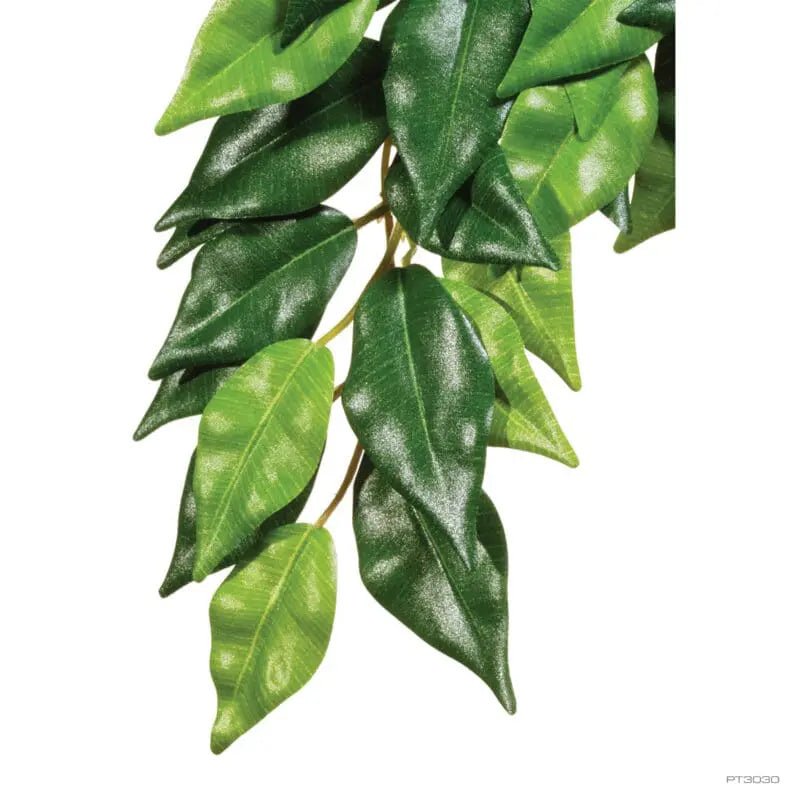 ExoTerra, Ficus, Small - MyDreamPet