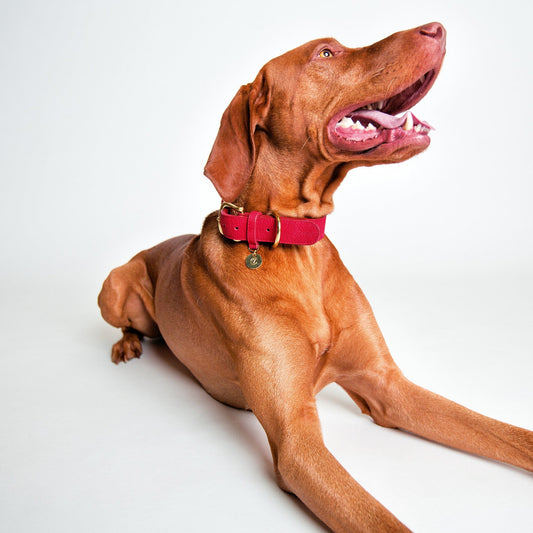 Hundehalsbånd Cloud7 Tiergarten Sort - MyDreamPet