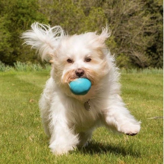 Hundelegetøj Aktivitetsbold Naturgummi Beco - MyDreamPet