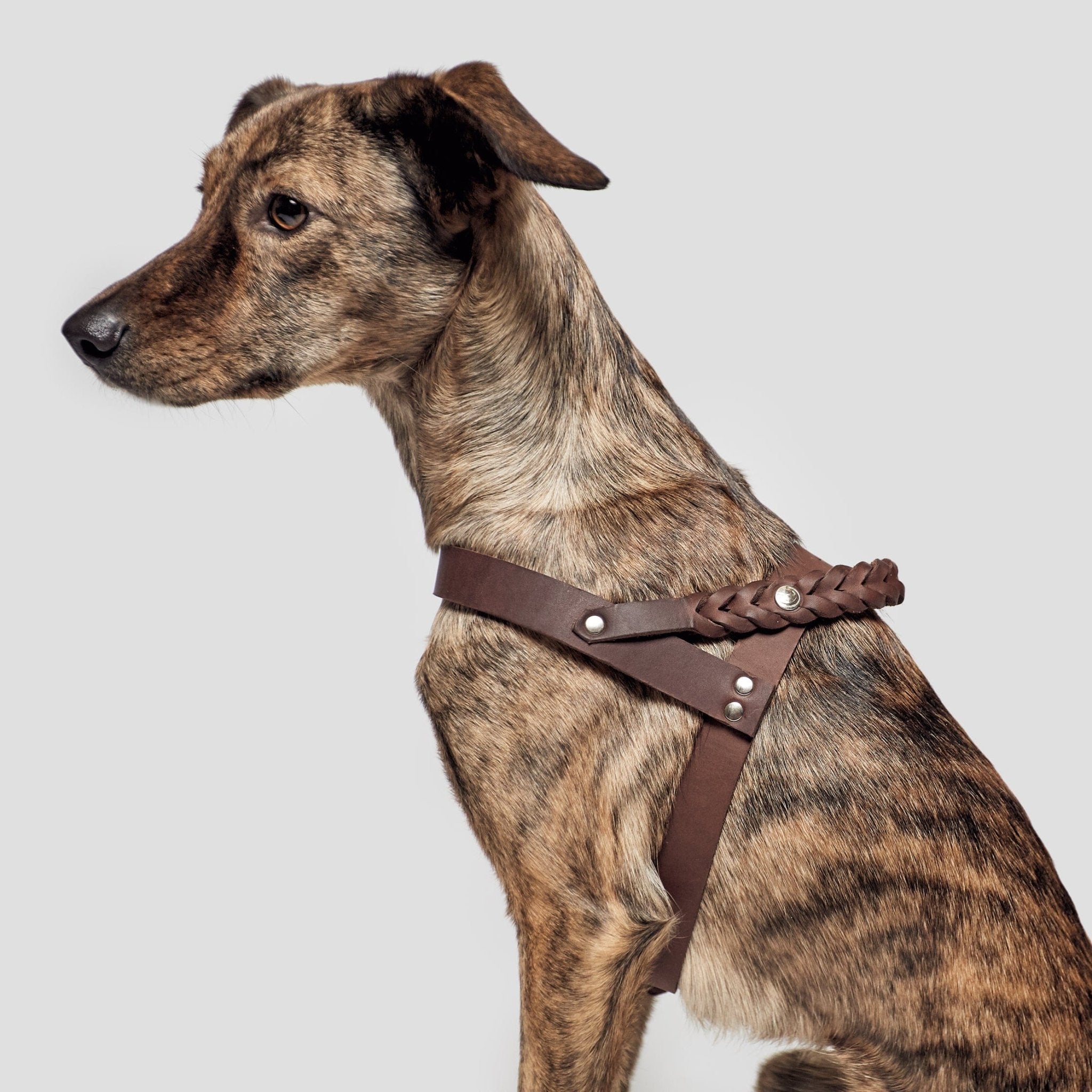 Cloud 7 sales dog collar