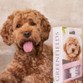 Load image into Gallery viewer, Labradoodle shampoo og tørshampoo plejesæt 2x250ml - MyDreamPet
